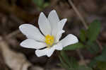 Bloodroot